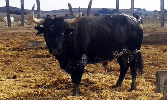 Uno de los toros rechazados en Écija. (FOTO: Sevilla Taurina)